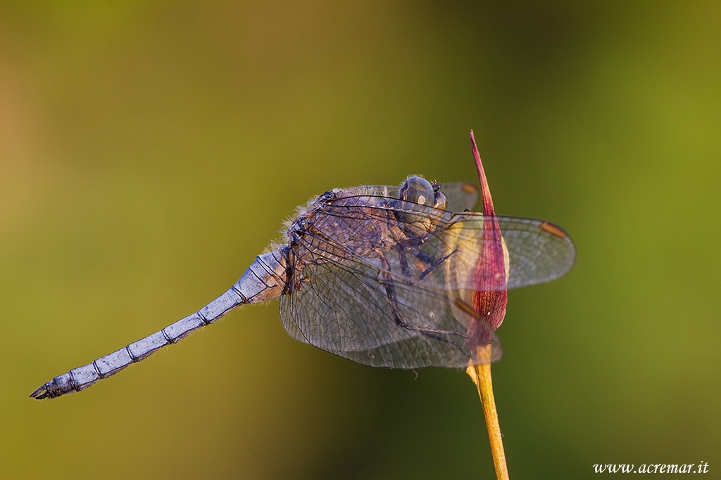 Orthetrum brunneum