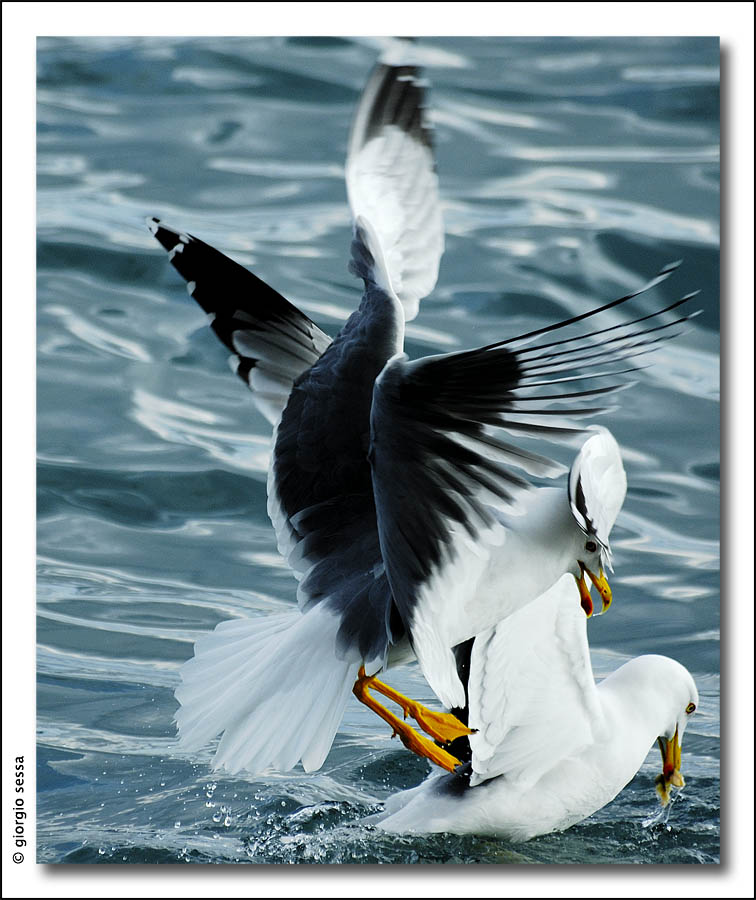 In lotta per il cibo!