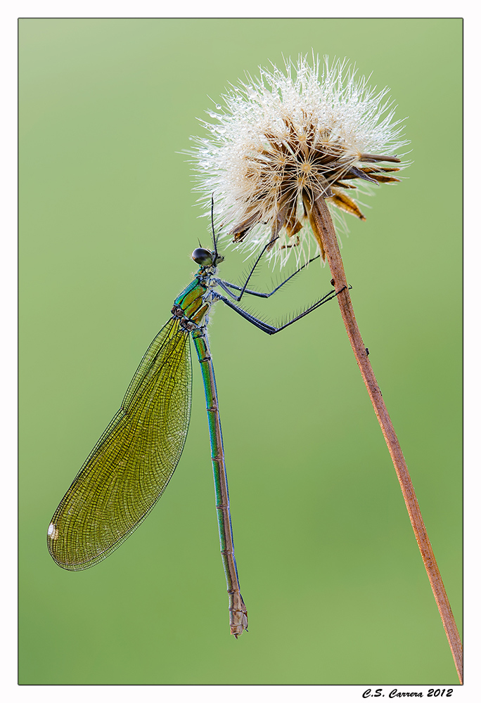 Calopteryx splendens femmina