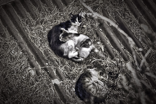 gatti sul tetto