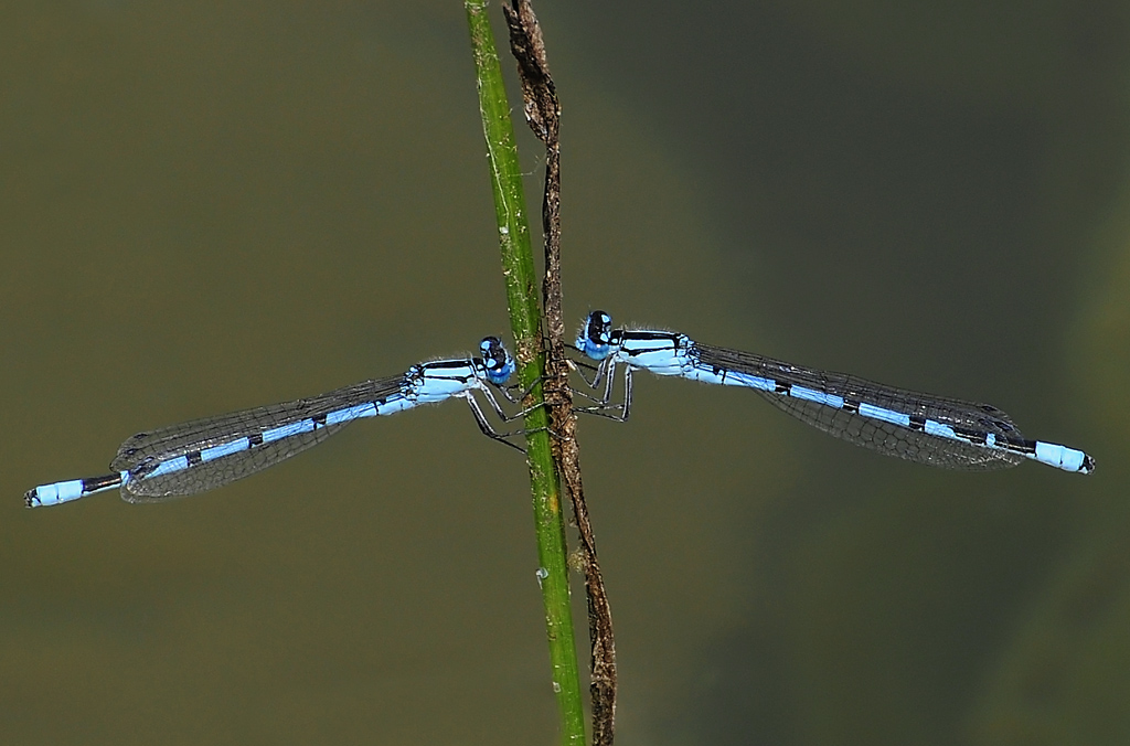 Erythromma Lindenii