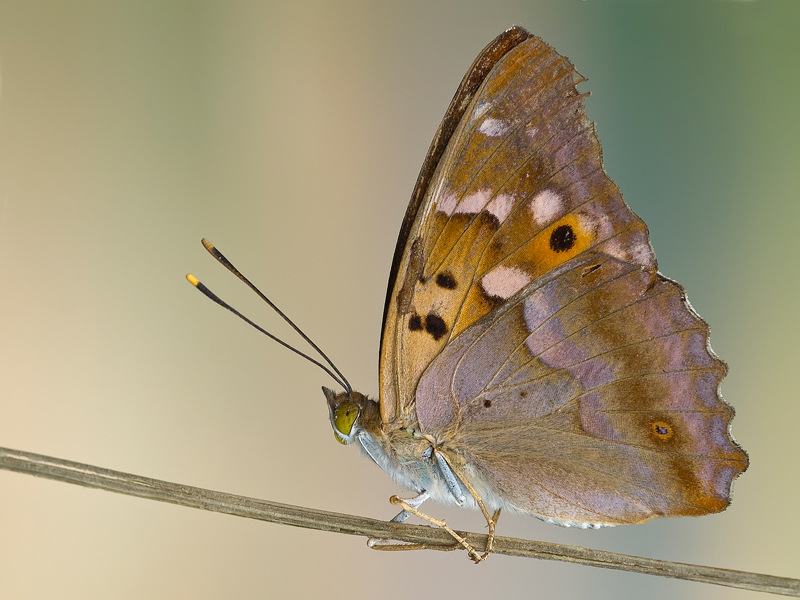 apaturia ilia