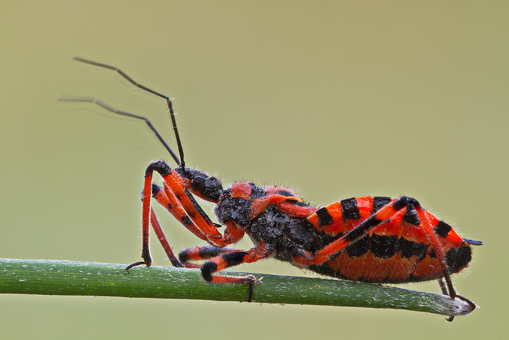Il predatore "Rinochoris Iracundus"