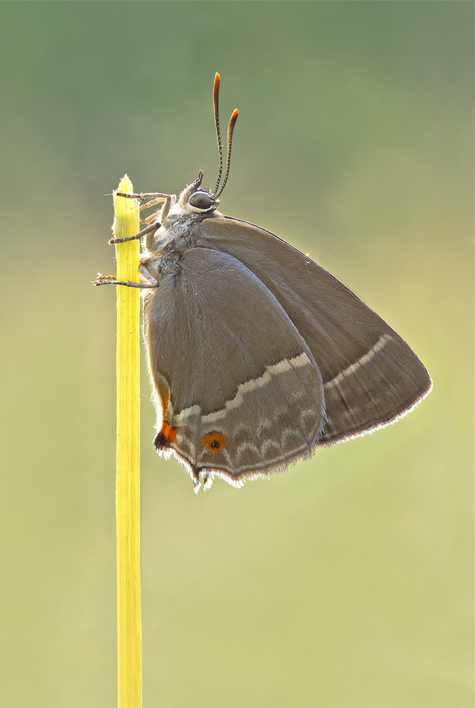 licedine grigia  (Neozephyrus quercus)
