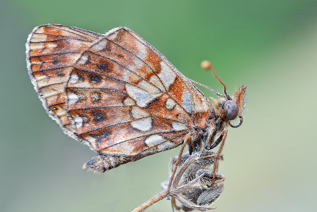 Boloria dia