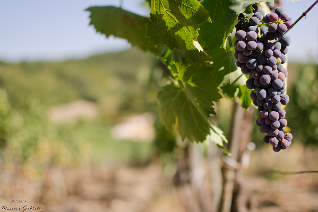 la vendemmia si avvicina