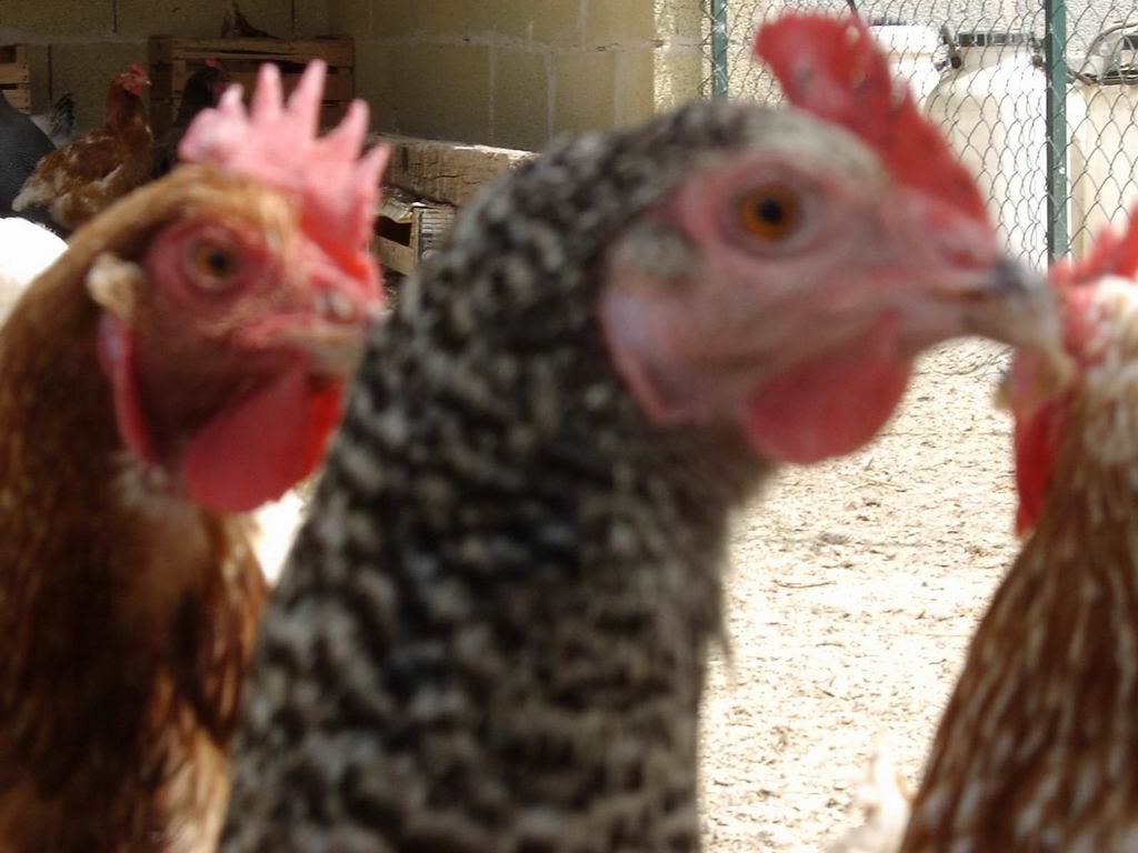 Modular Exonerated Procession Cover