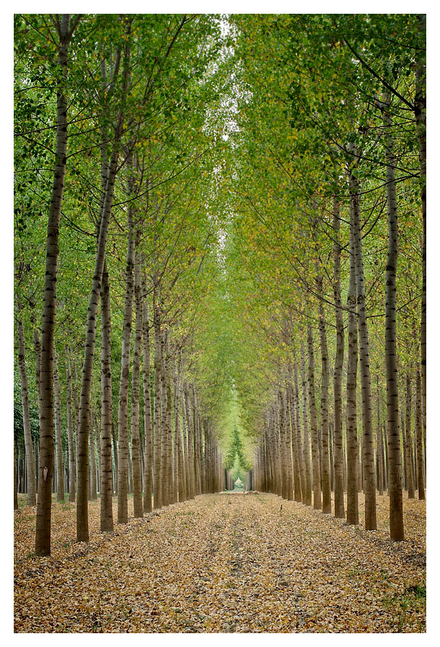 prospettiva d'alberi