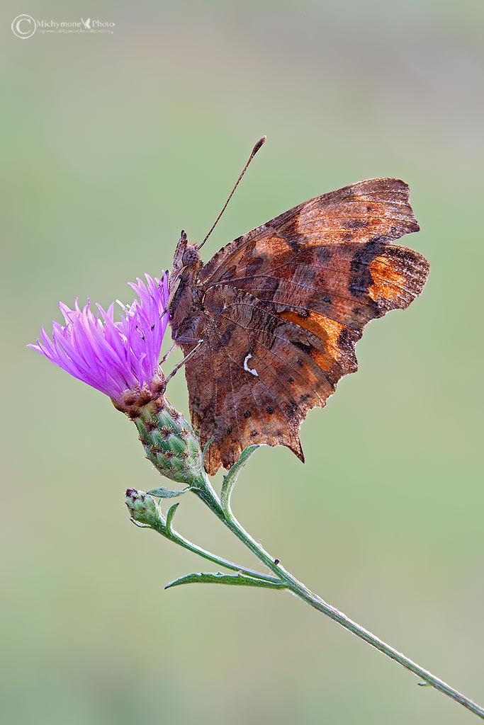Polygonia c-album Linnaeus 1758