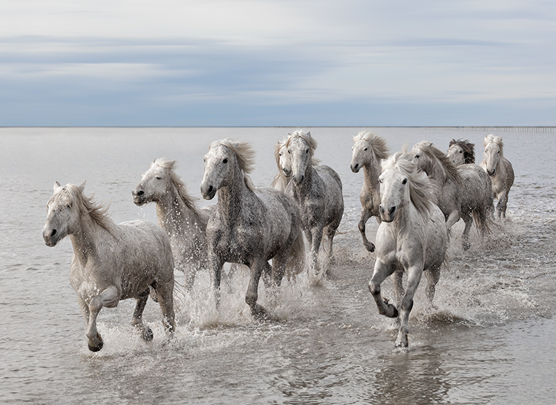 Wild  horses