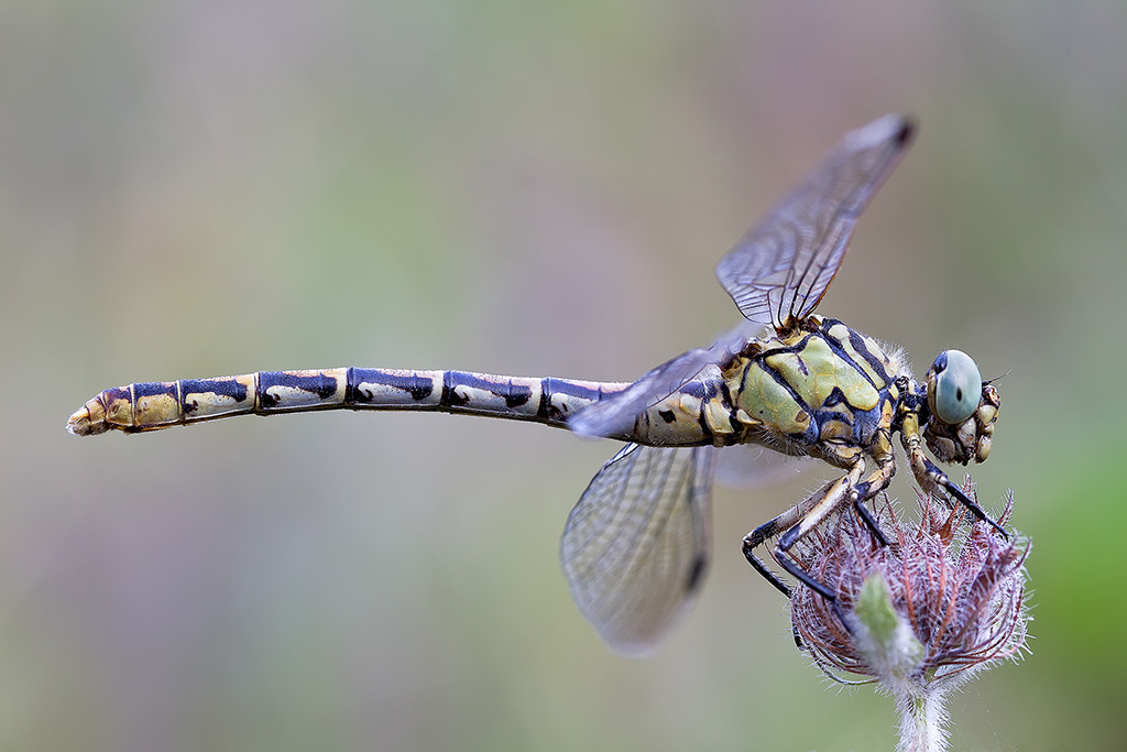 Onychogomphus forcipatus