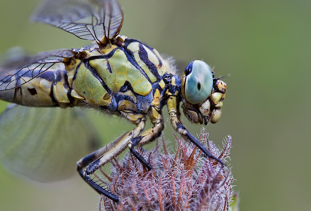 Onychogomphus forcipatus