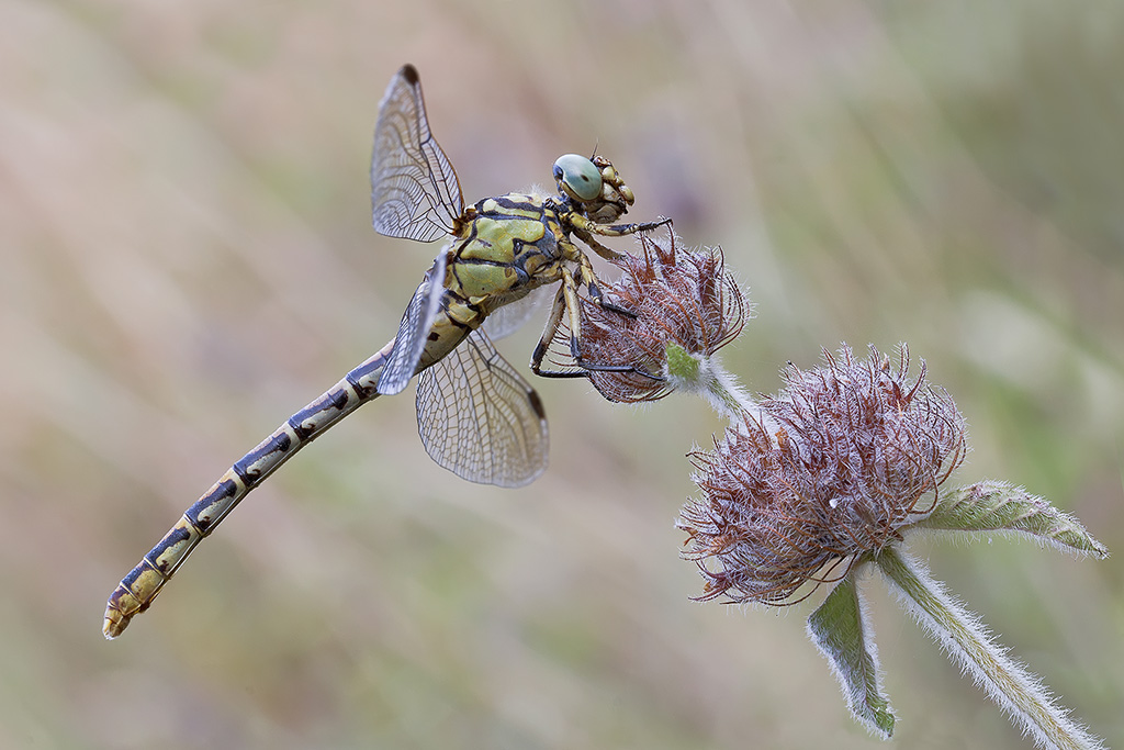 Onychogomphus forcipatus