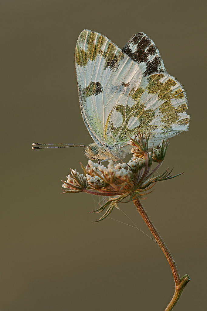 La luce dell'Ombrone