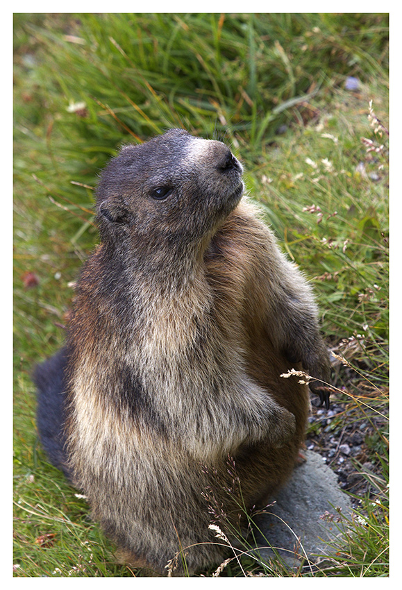 Marmottando
