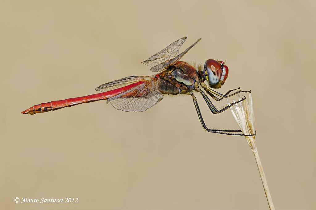 sympetrum fonsolombii maschio