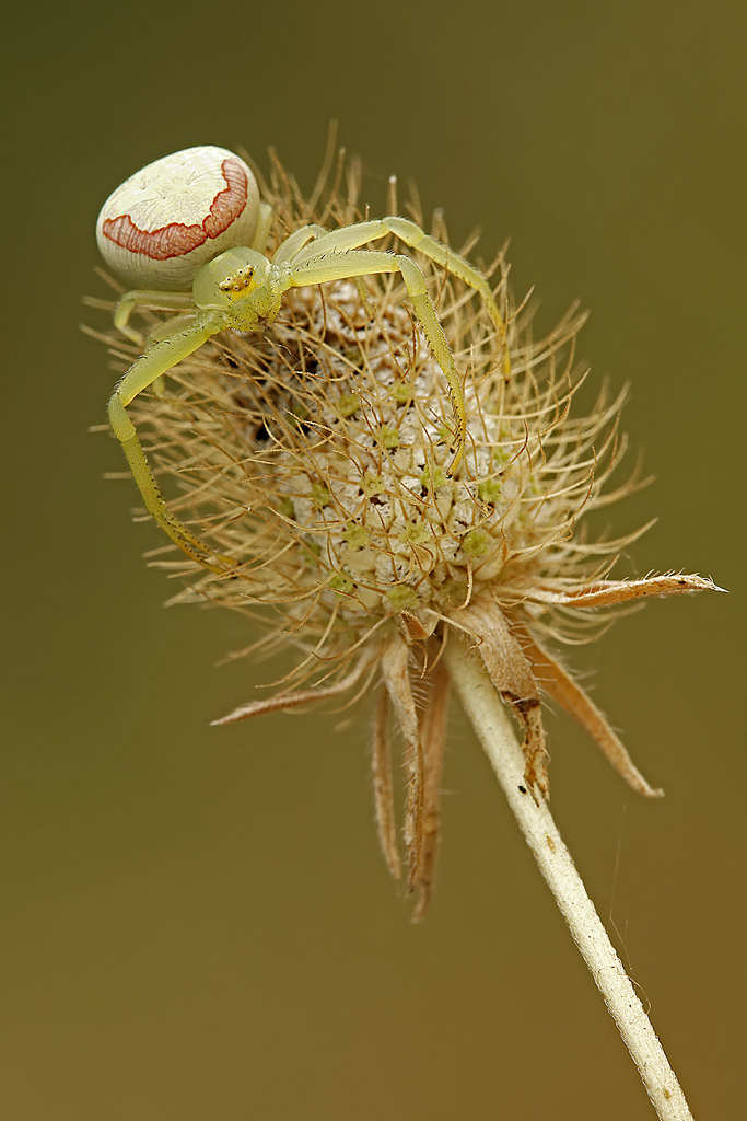 Misumena Vatia: il fachiro...