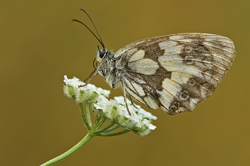 Melanargia Galatea