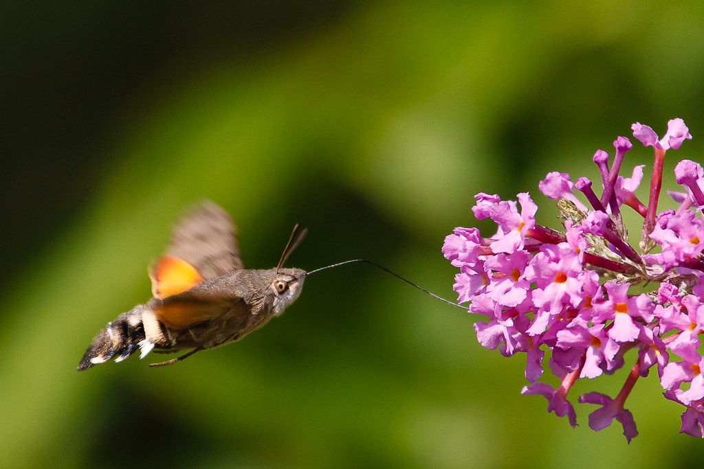 Macroglossum Stellatarum