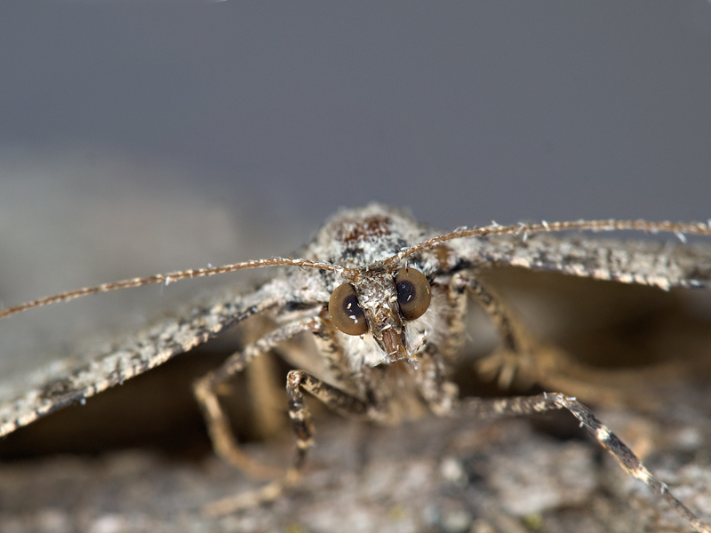 sguardo ipnotico....