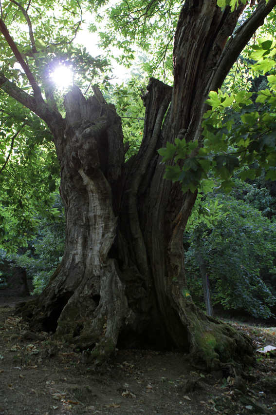 Il secolare castagno