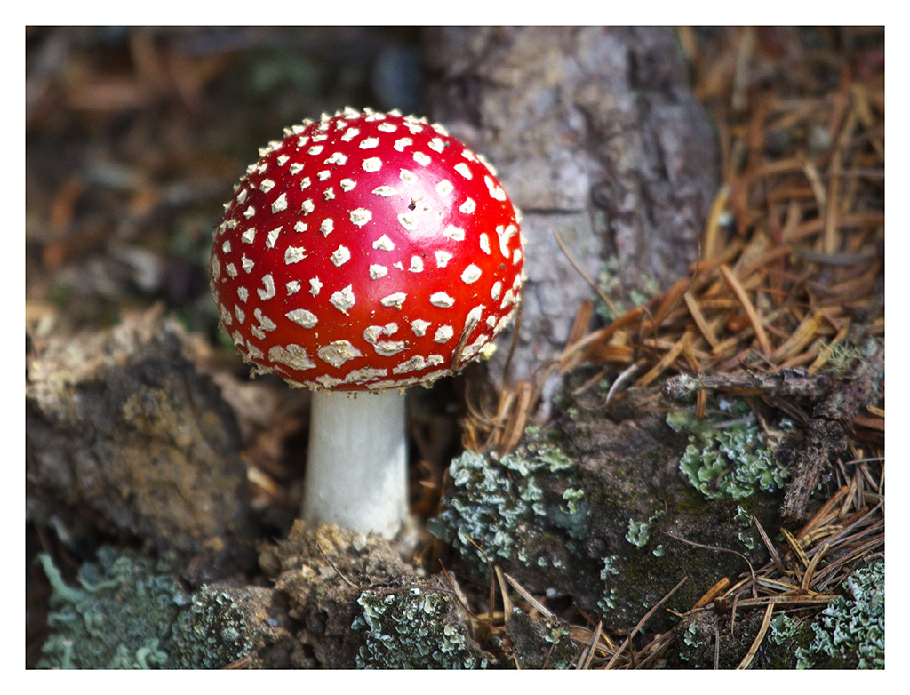 Laggi� nel bosco scorgo / un omettino / con un cappuccio in testa / assai carino