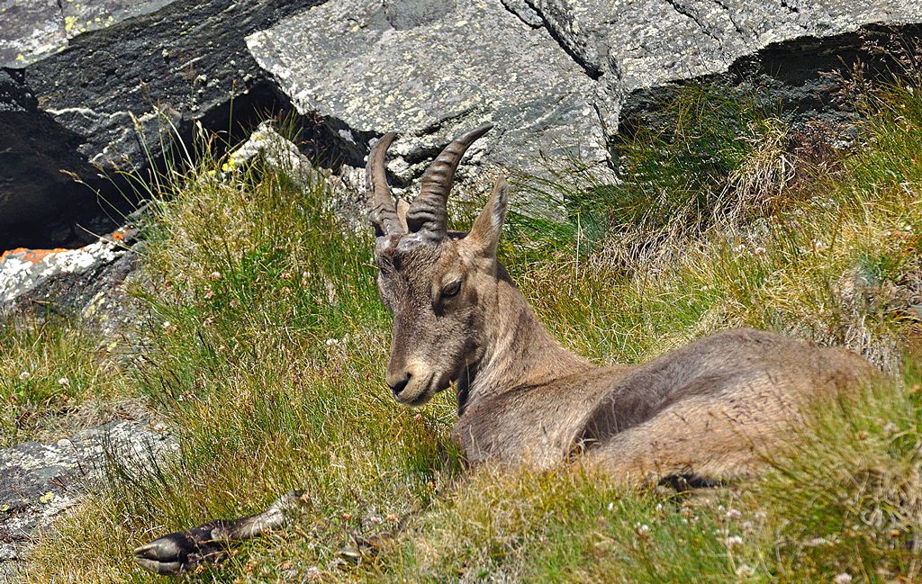 s.t. (a.m.b.e.c.c.o.)