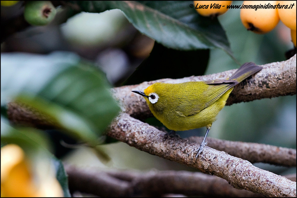 Occhialino di monte africano
