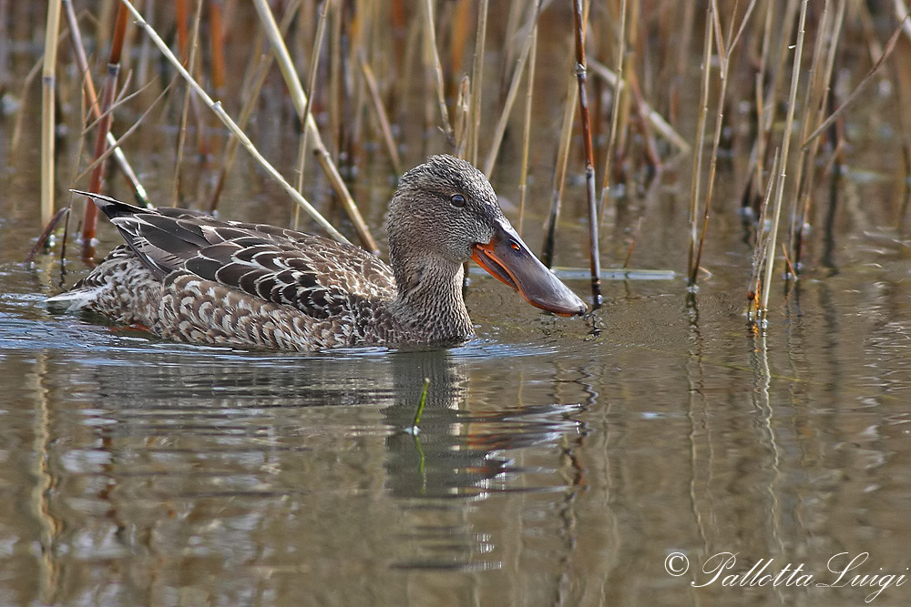 Mestolone (Anas clypeata)