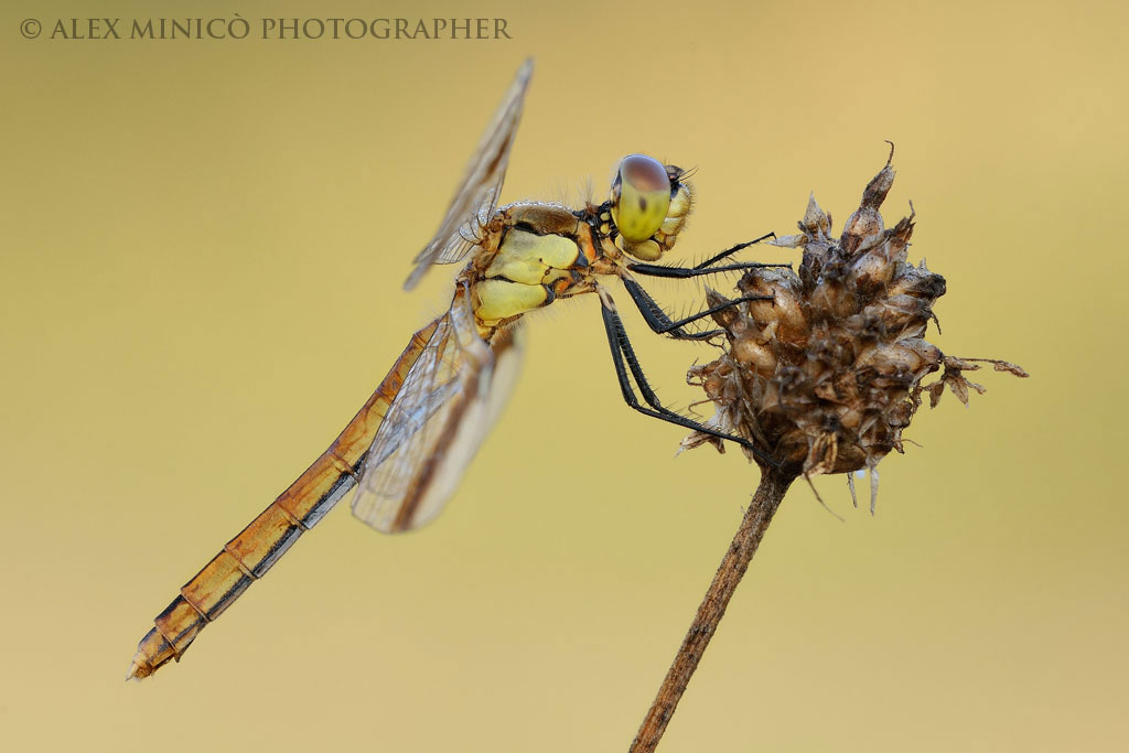 Sympetrum pedemontanum