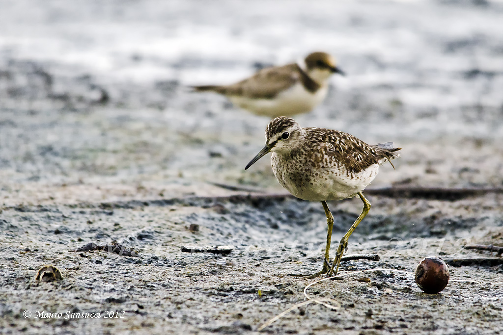 Piro piro boschereccio