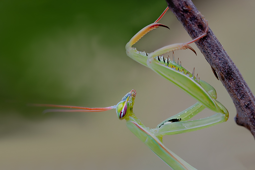 Il Profilo dell'assassina...