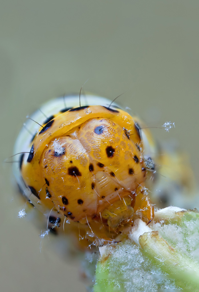Ritratto ravvicinato di "Cucullia verbasci "- con MP-E65mm f/2.8 1-5x Macro Photo