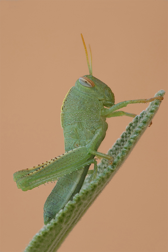 Il Mangiatore Di Salvia...!!!