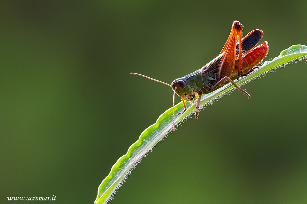 Stenobothrus lineatus