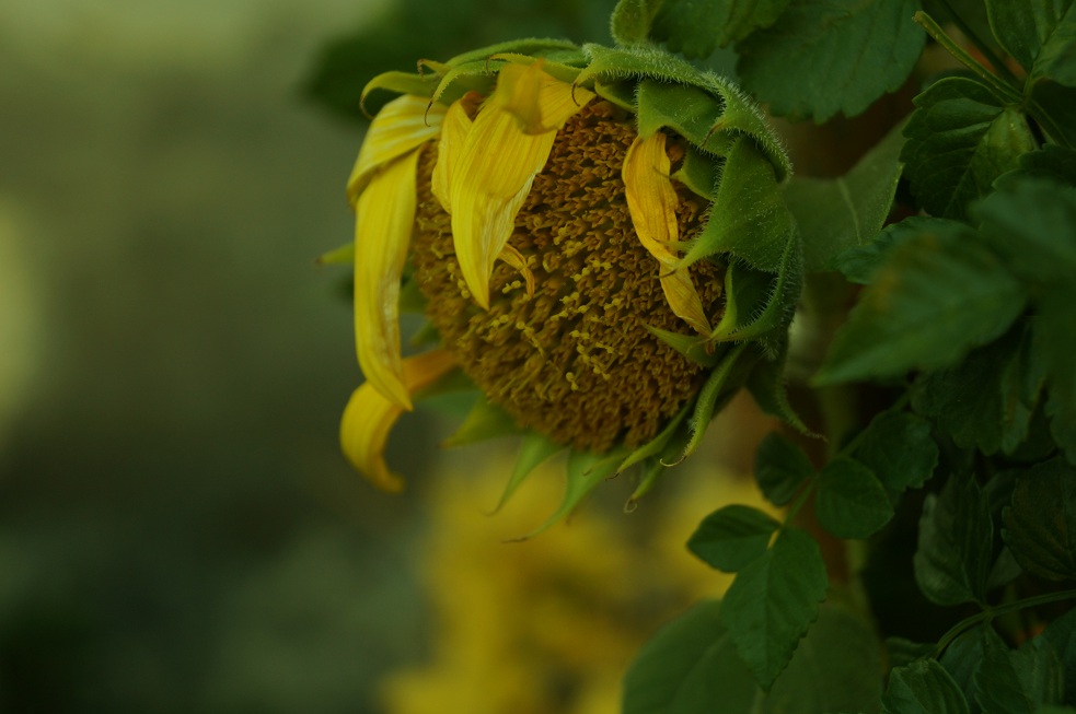 Niente � per sempre