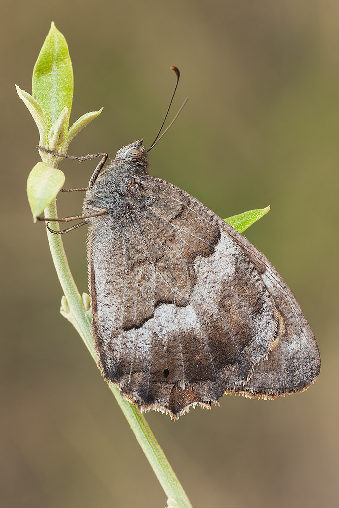 Hipparchia statilinus