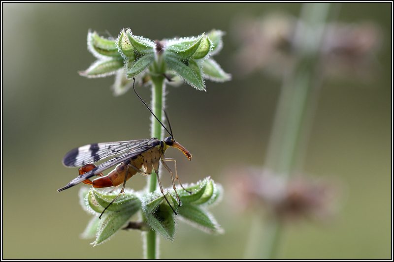Maschio di mosca scorpione