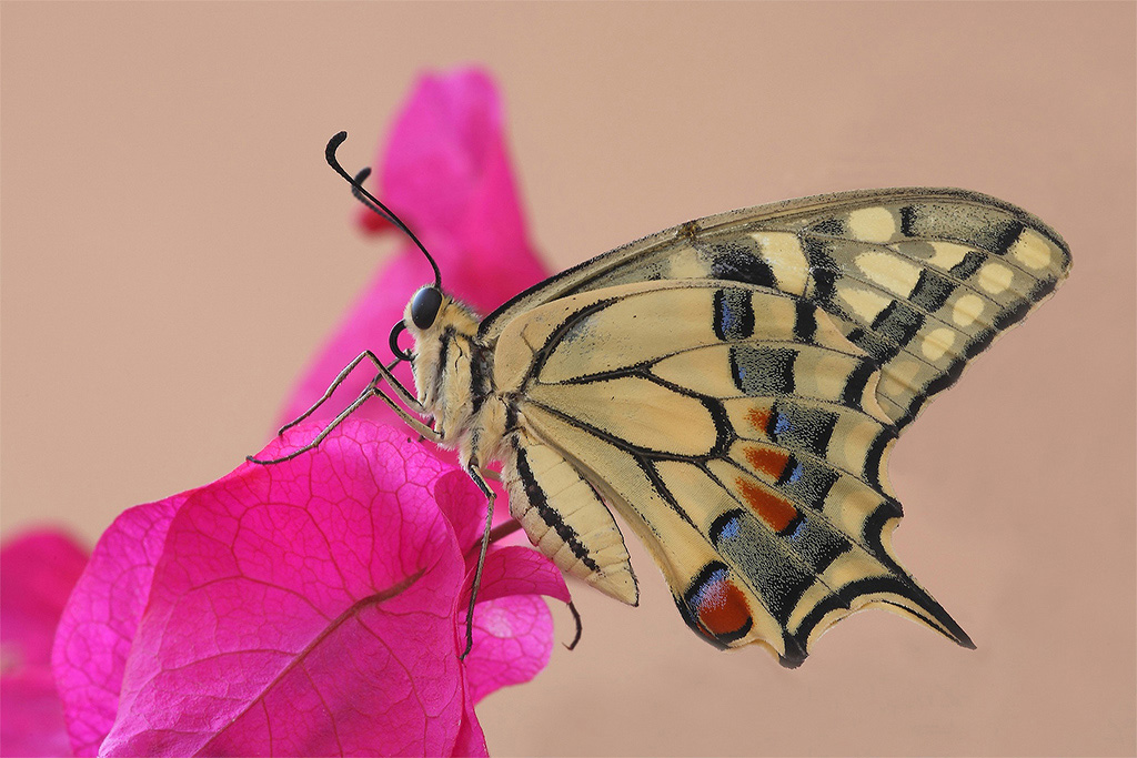 Finalmente E' Nato....!!!