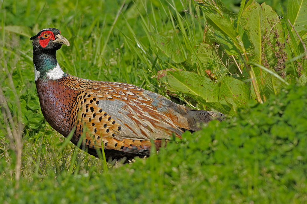 Fagiano (Phasianus colchicus)