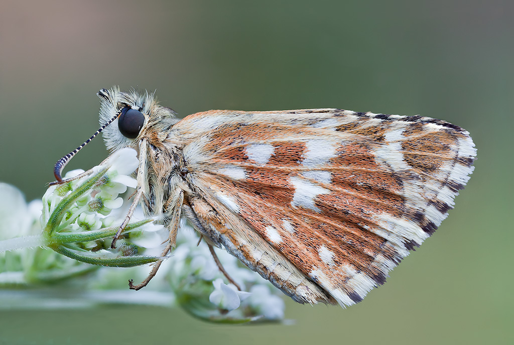 Pirgus con l'MP-E65mm