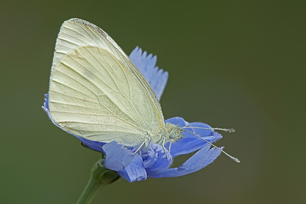 Incontentabili...eccovi l'orizzontale! (Pieride)