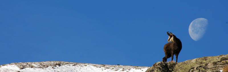 il camoscio e la luna