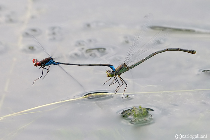 Ovodeposizione e Op si vola