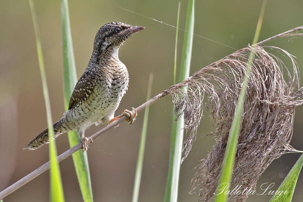 Torcicollo (Jynx torquilla)