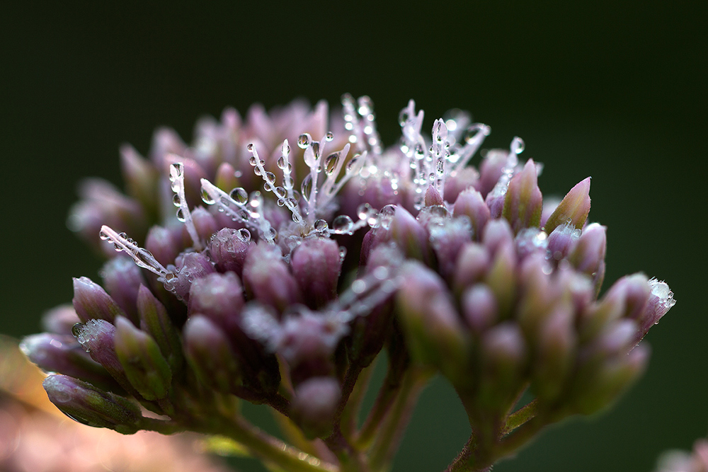 Rugiada...Cardo Mariano