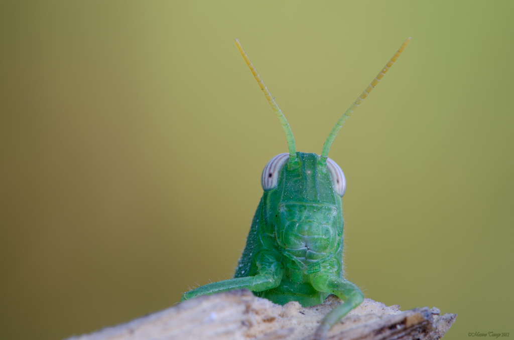 Ritratto di una locusta egiziana