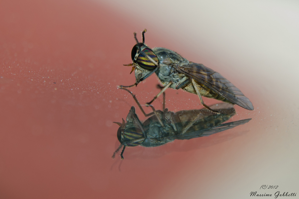 Tafano allo Specchio