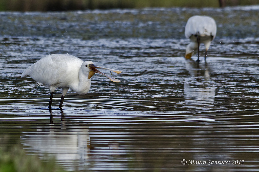 cosa cerchi...l'ho preso io