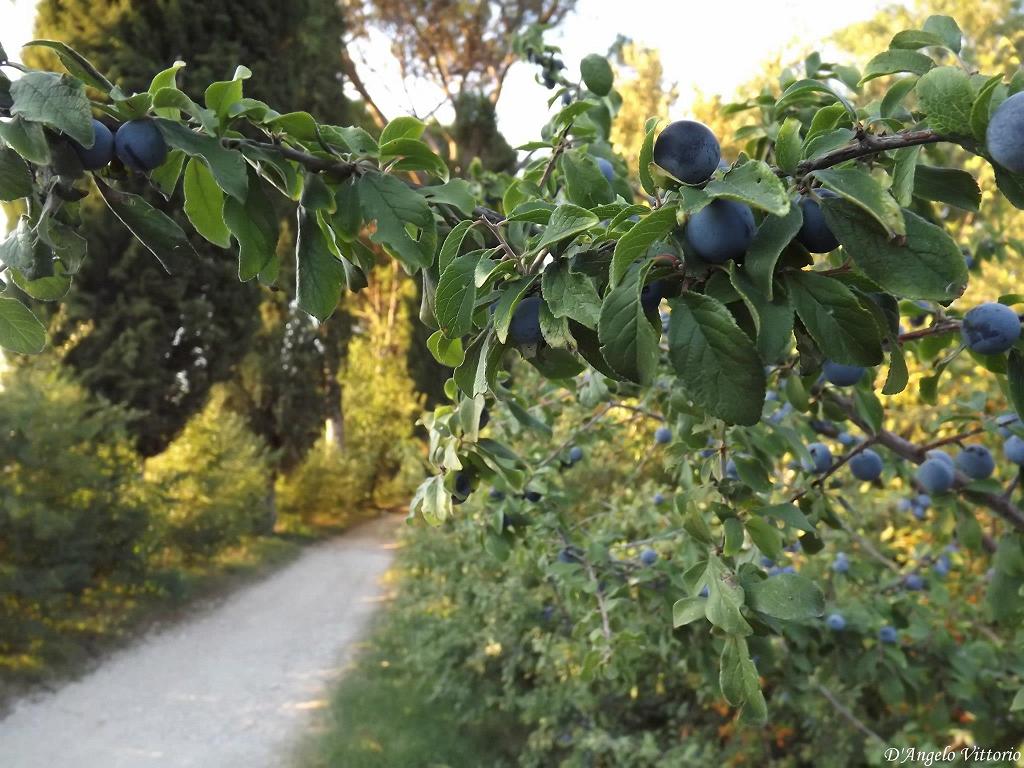 il sentiero delle Prugne